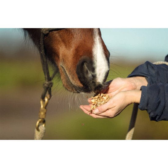 acheter aliment pour chevaux en vrac prix en vente en ligne