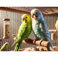 graines perruches 25 kg