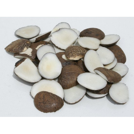 acheter Ivoire Végétal lot de 10 kg. en vente en ligne